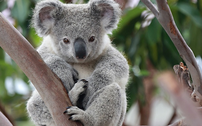 koala