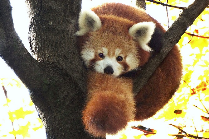 red panda