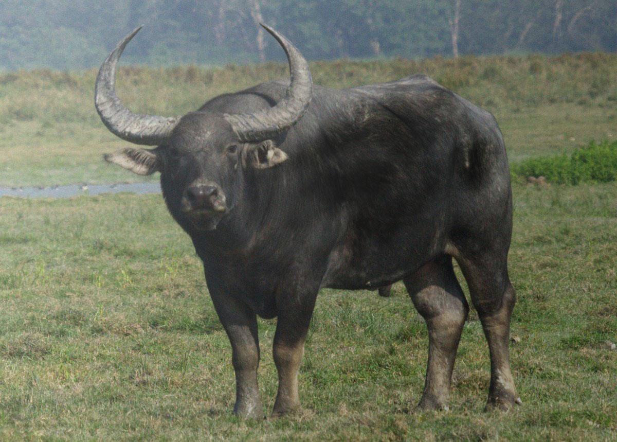 buffalo