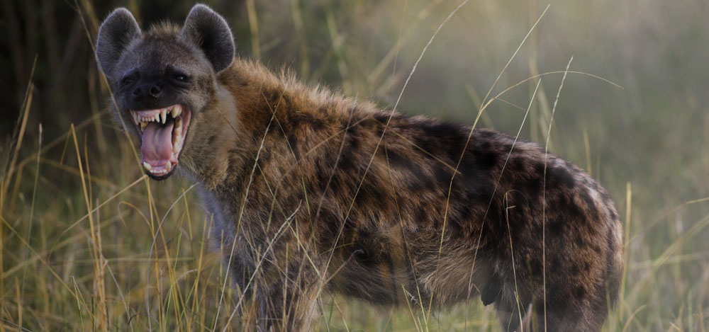 hyena