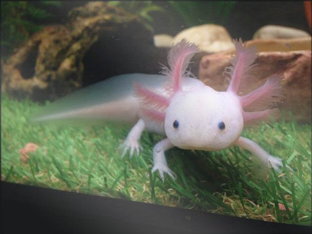 axolotl