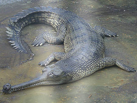 gharial