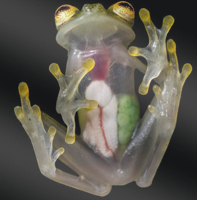 glass frog