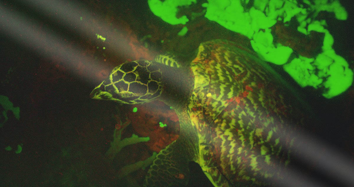 glowing sea turtle