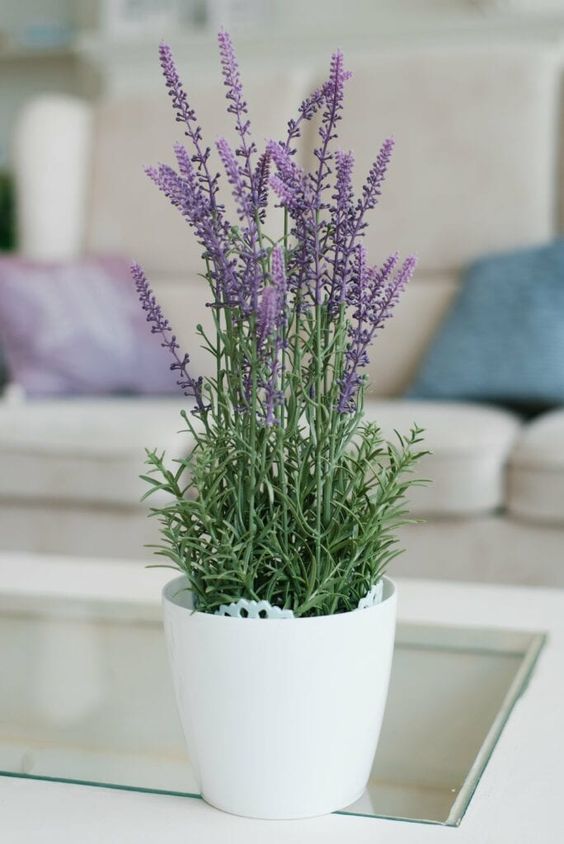 lavender plant for bedroom